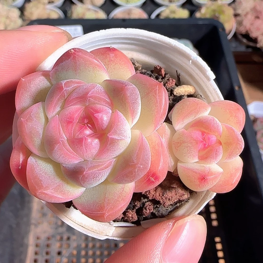 小***耿多肉1124-72散的白桃