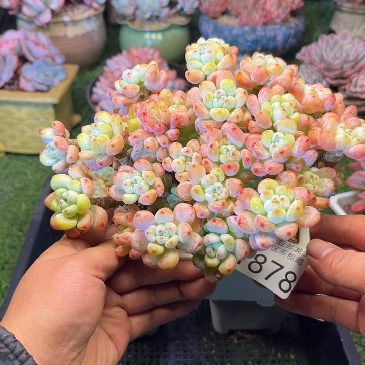 大1878。bxbxbcbvbb