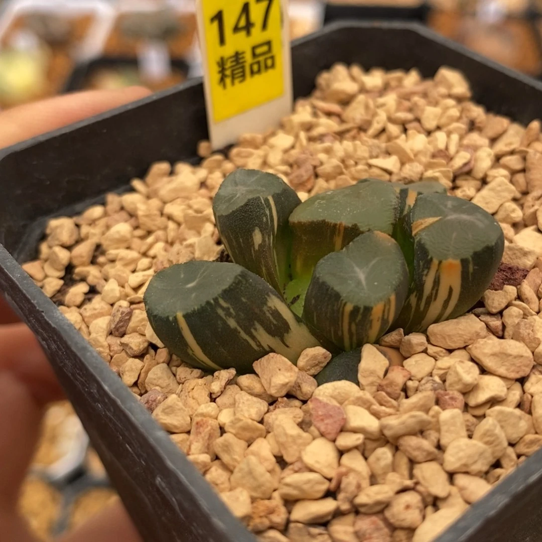 147山之翠万象多肉植物