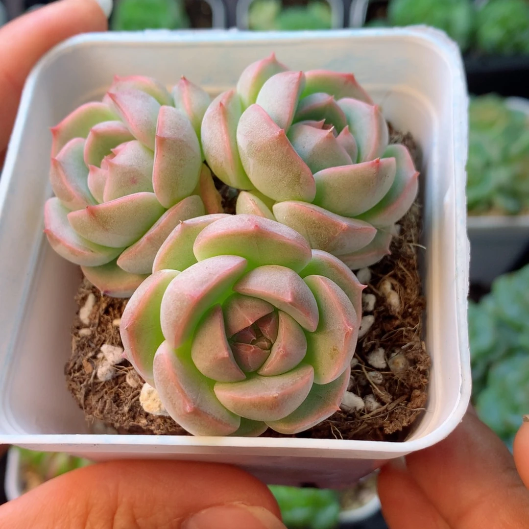 58包邮  群生不包整 16