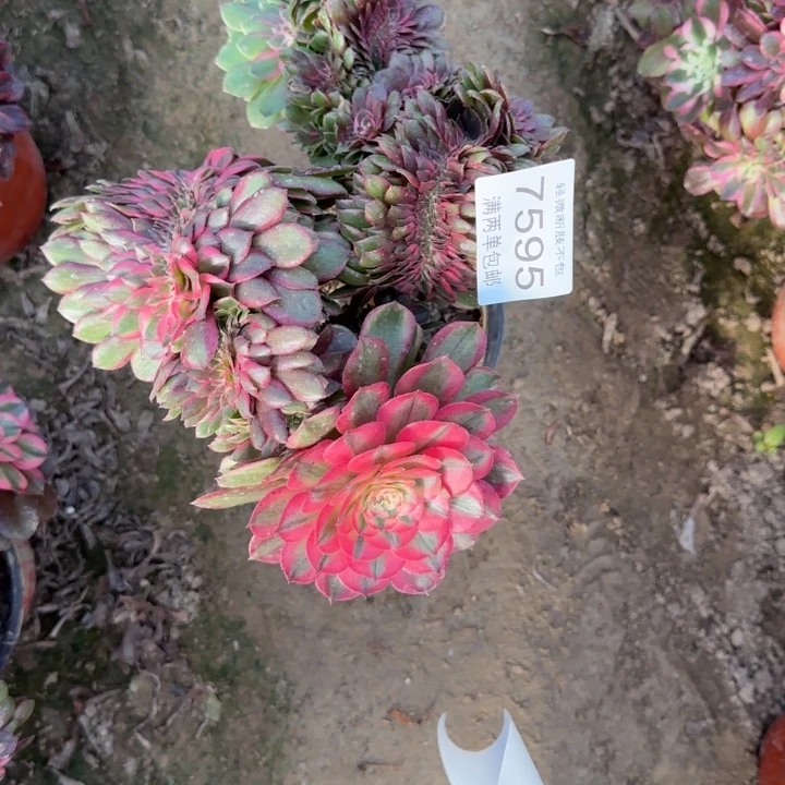 7595荔枝多肉植物