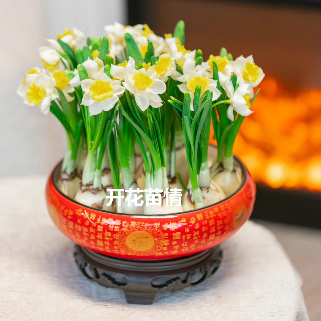 漳州水仙花水培土培室内开花办公室春节年宵花好养易活