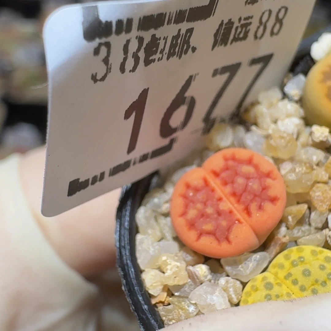 Ssss精品生石花1677