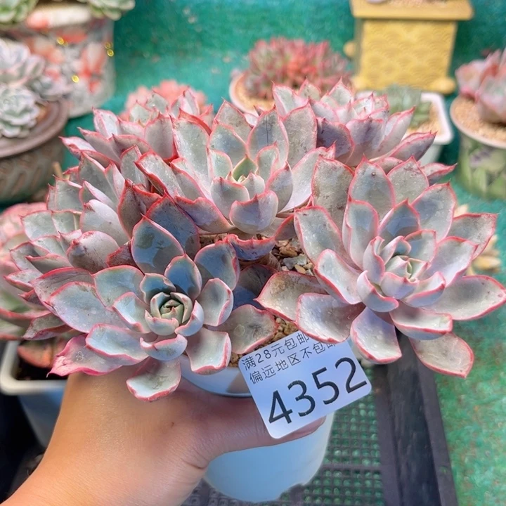 大4352；xvxhdgfgghhh