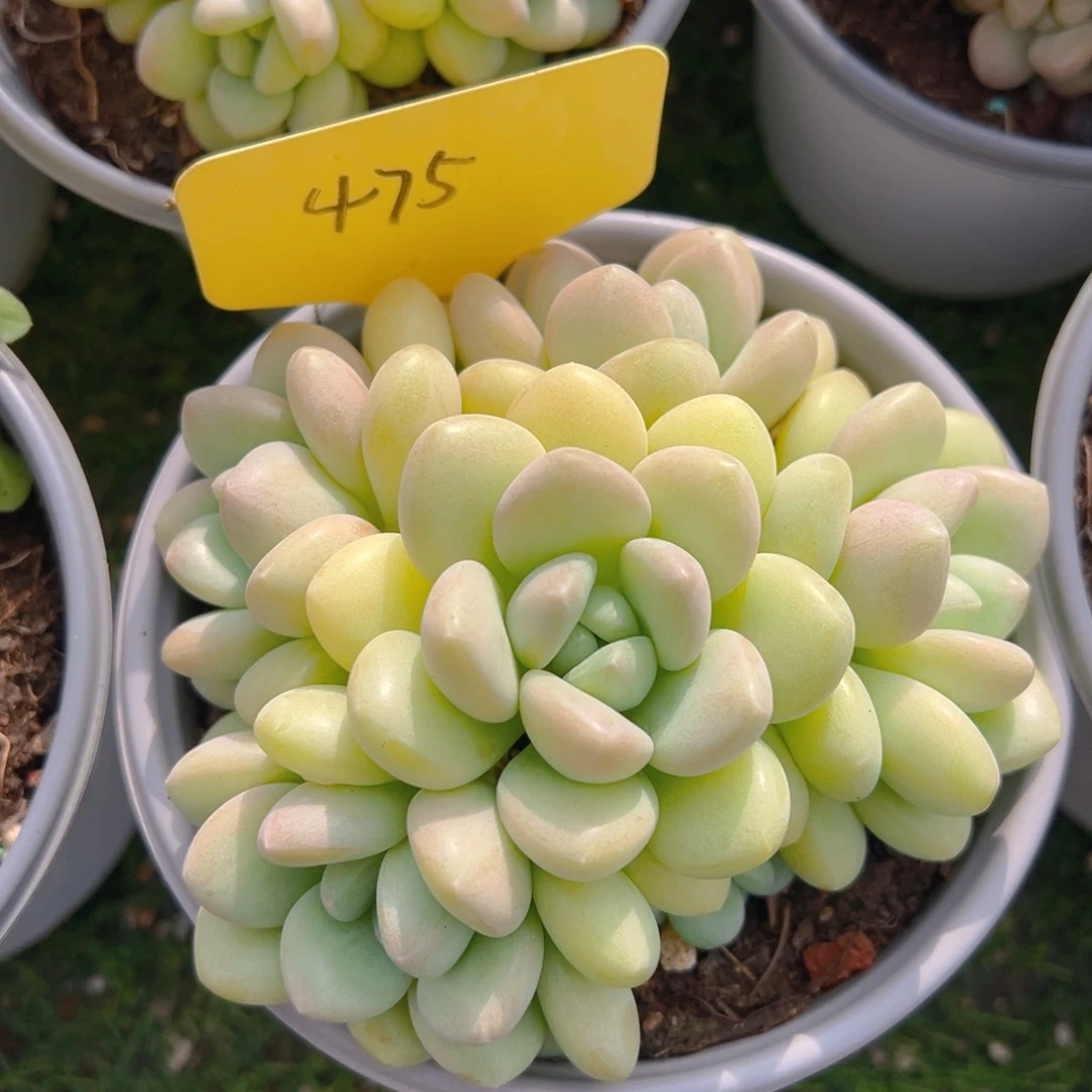 香玉的故事是一个人的