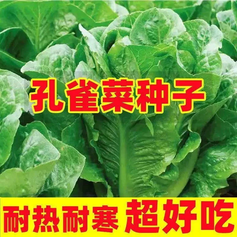 【满五包包邮】（满五送一）孔雀菜种子沙拉菜四季种植阳台家用种子