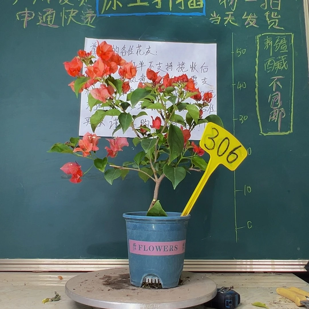 当前无花栽培后可以开花不甜西瓜 306