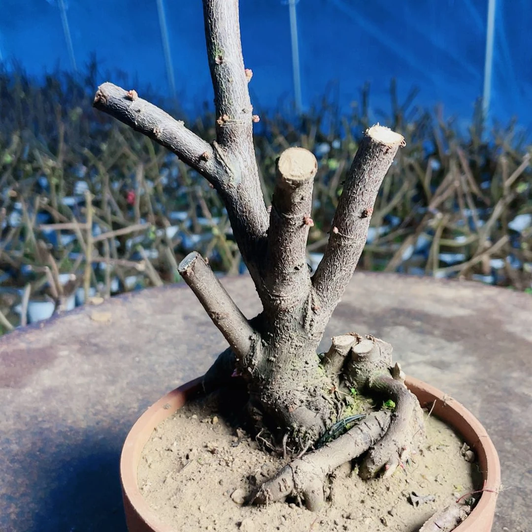 海棠努****报海棠1000海棠