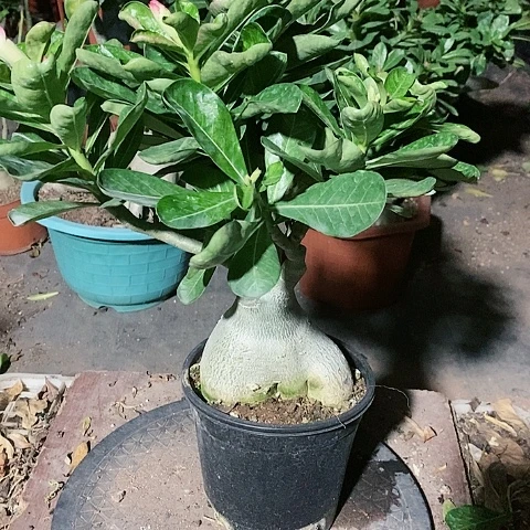 【闪购商品】无花朵黄