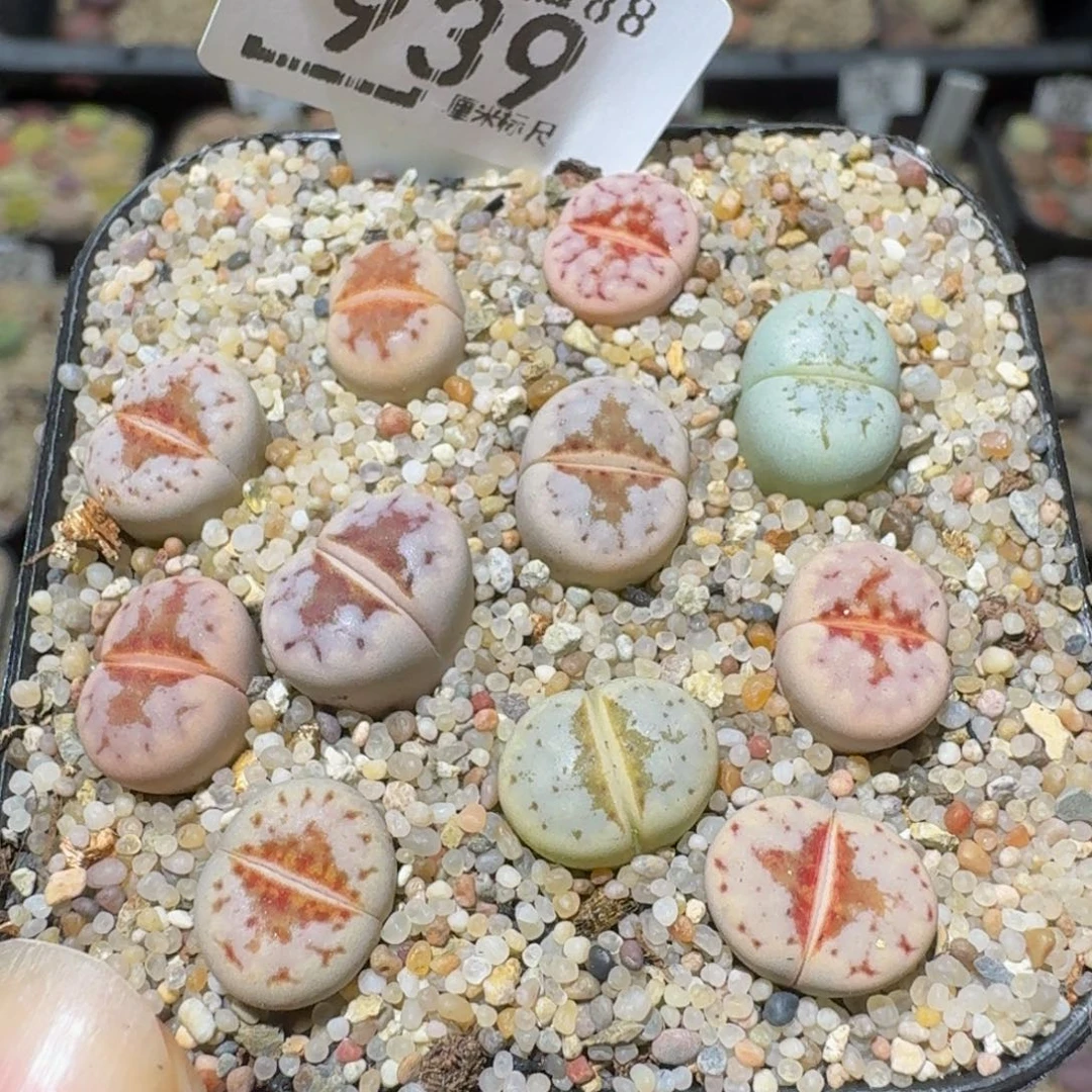Ssss精品生石花939