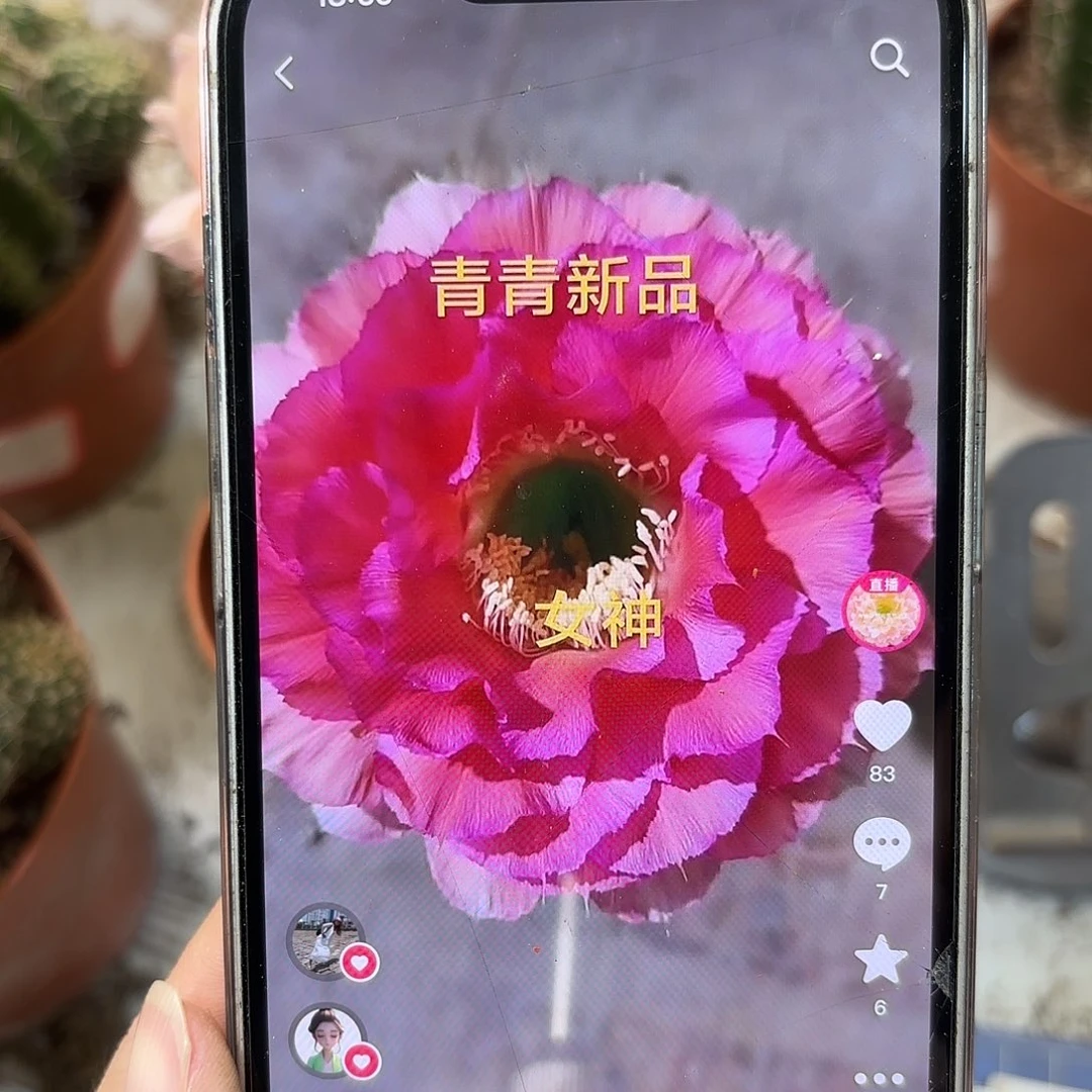 彩草女神6.5-7公分左右