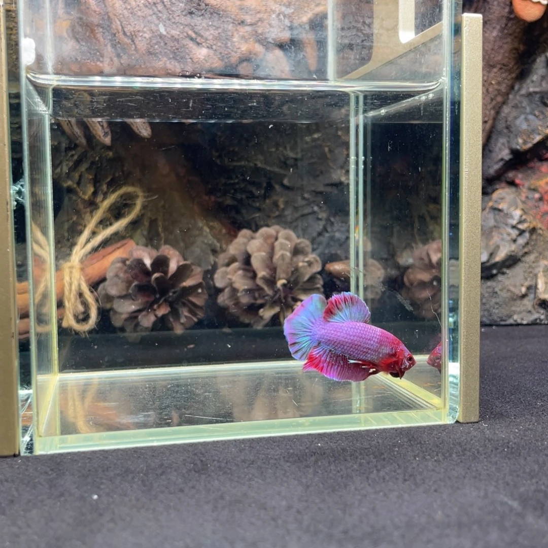 斗鱼十二月二十七日竞价