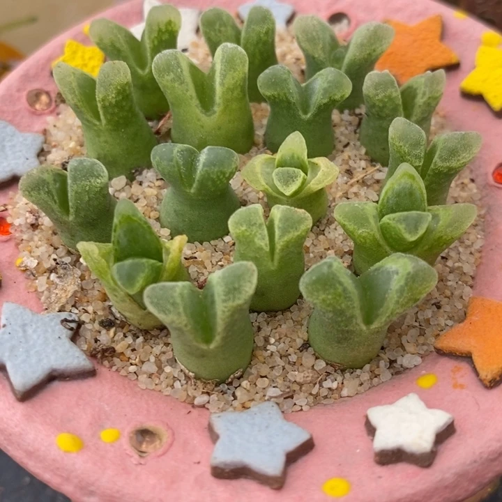 冰风铃2颗一组。