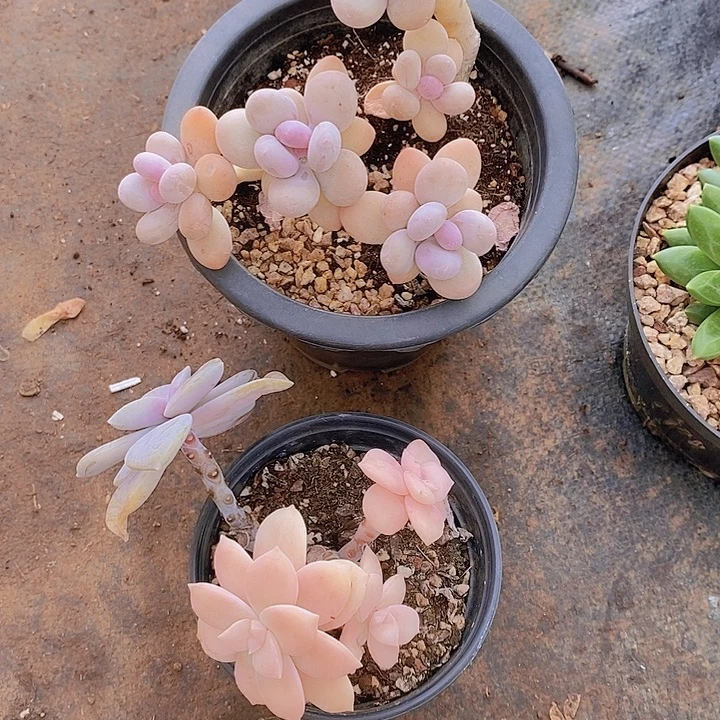 爆****奶多肉植物老桩大群