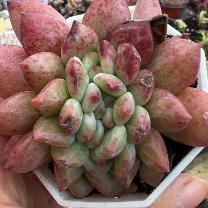 香槟缀多肉植物2322