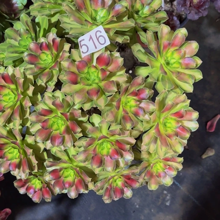 0000000000000516韶华