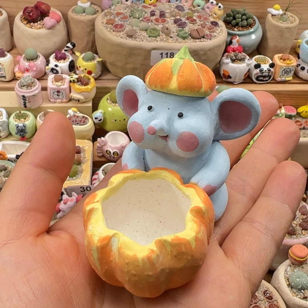 多肉植物161号单独盆