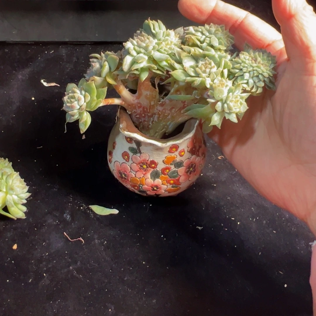 20头黄钻 新年快乐