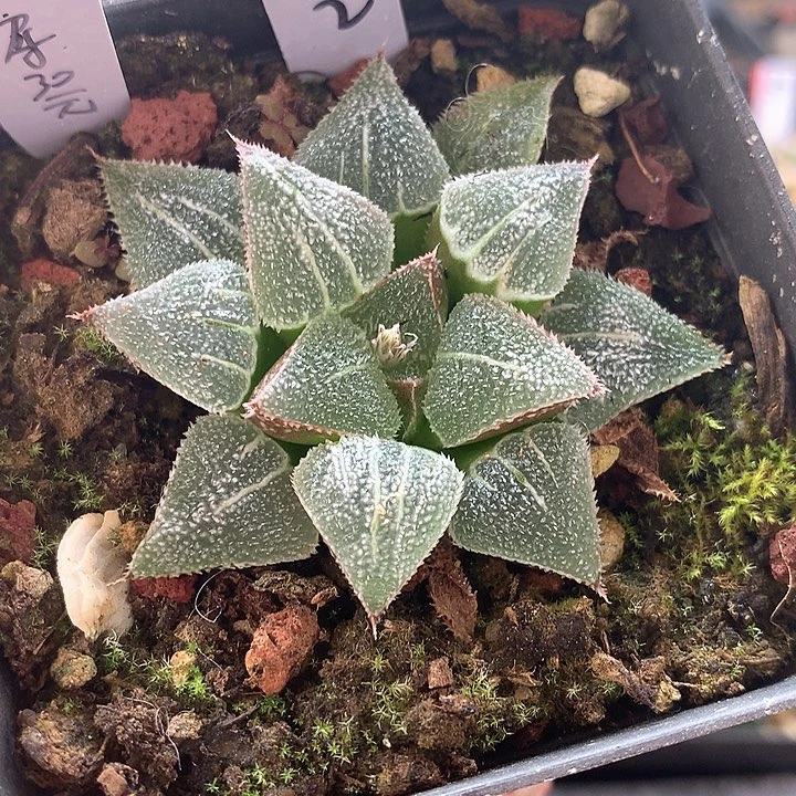 2号海花寿一物一拍