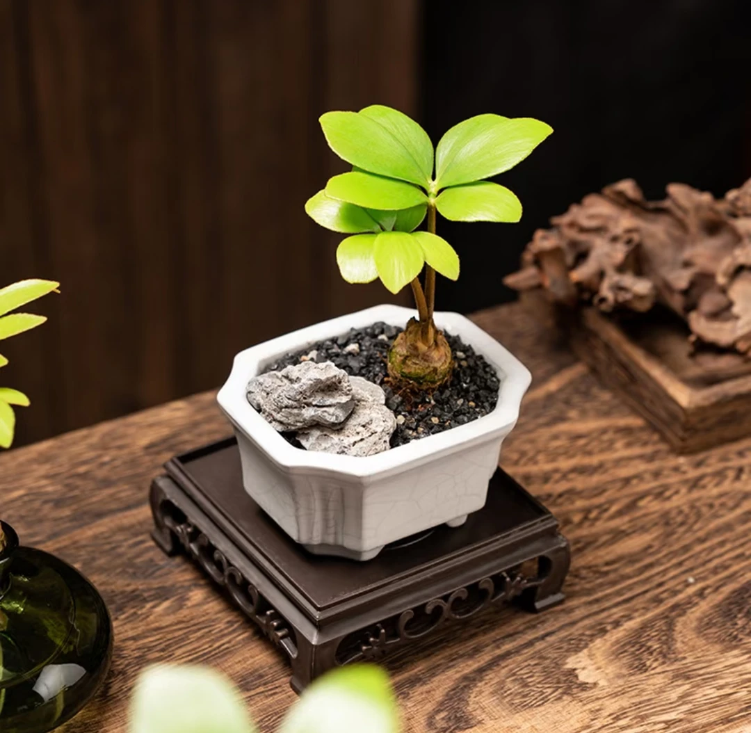 老桩墨西哥铁树绿植盆栽禅意水培室内客厅植物四季常青好养正宗