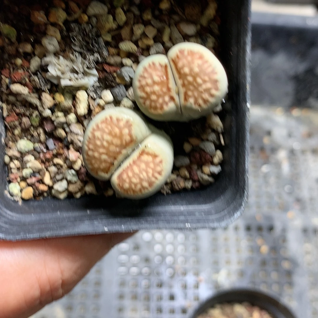 G224多肉植物保护研究所
