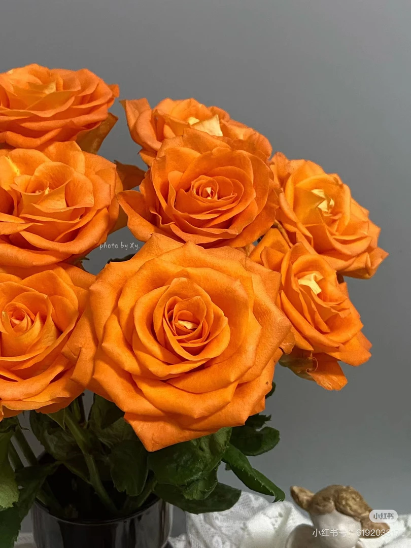 （单头玫瑰）切尔西10支！三件顺丰空运20%不售后