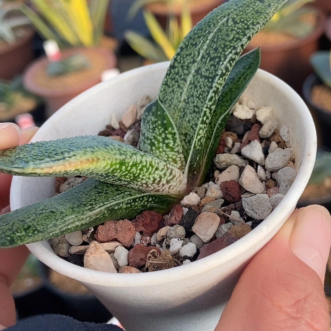 922卧牛转实生锦带盆发货