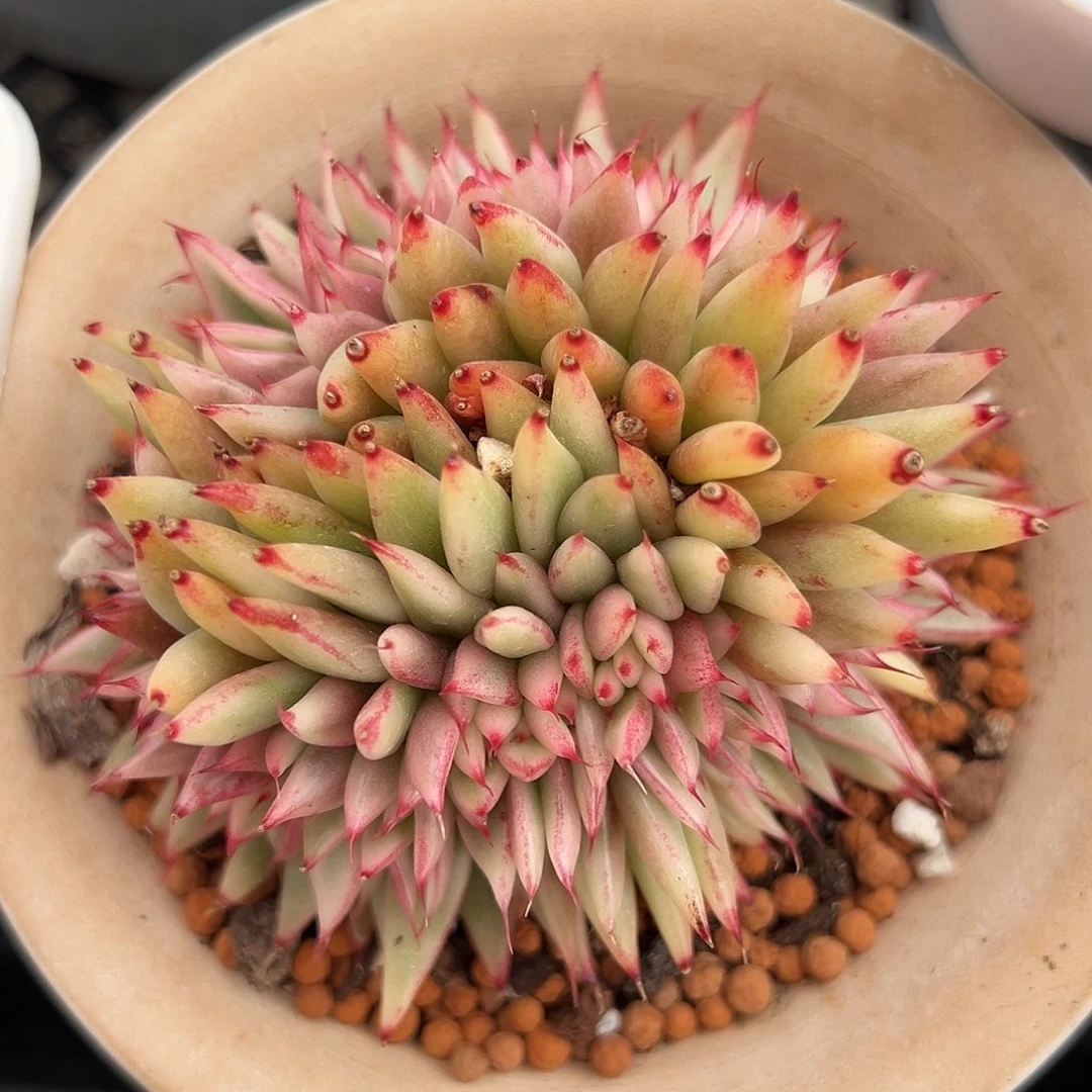 乌木锦缀多肉植物