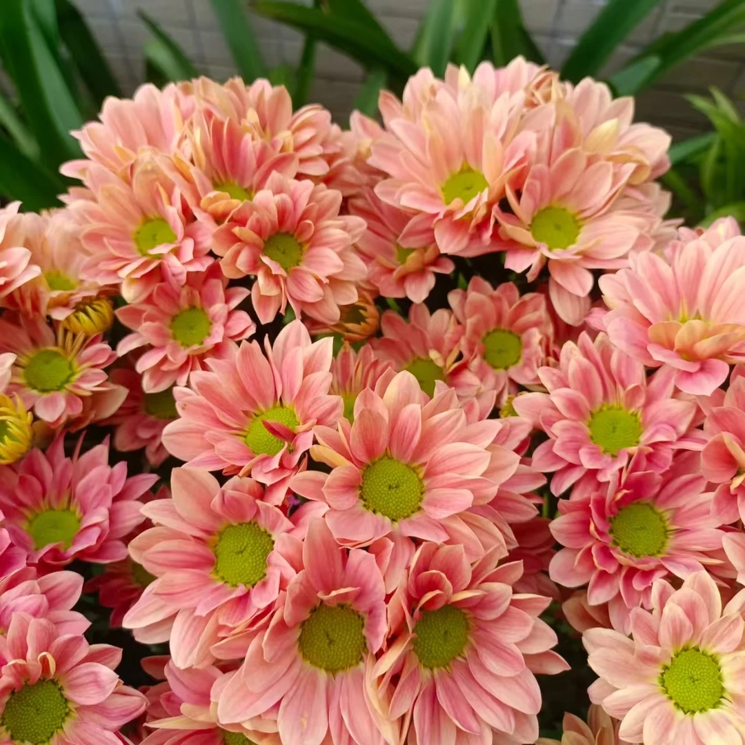 D三文鱼小菊荷兰菊室内高端花卉长花期易养护办公室茶台客厅餐厅