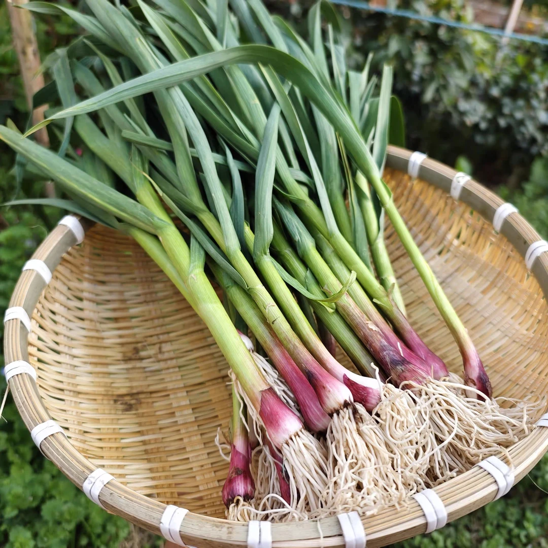 【蒜苗  芹菜】江西樟树  农家自种蔬菜 顺丰包邮