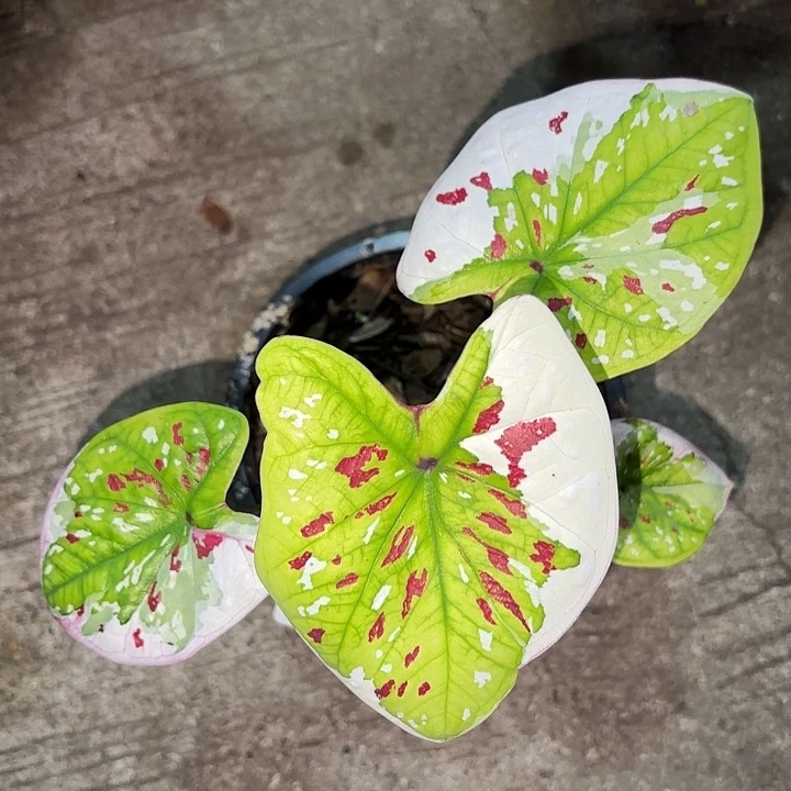 74-0929紫罗兰泰国发货