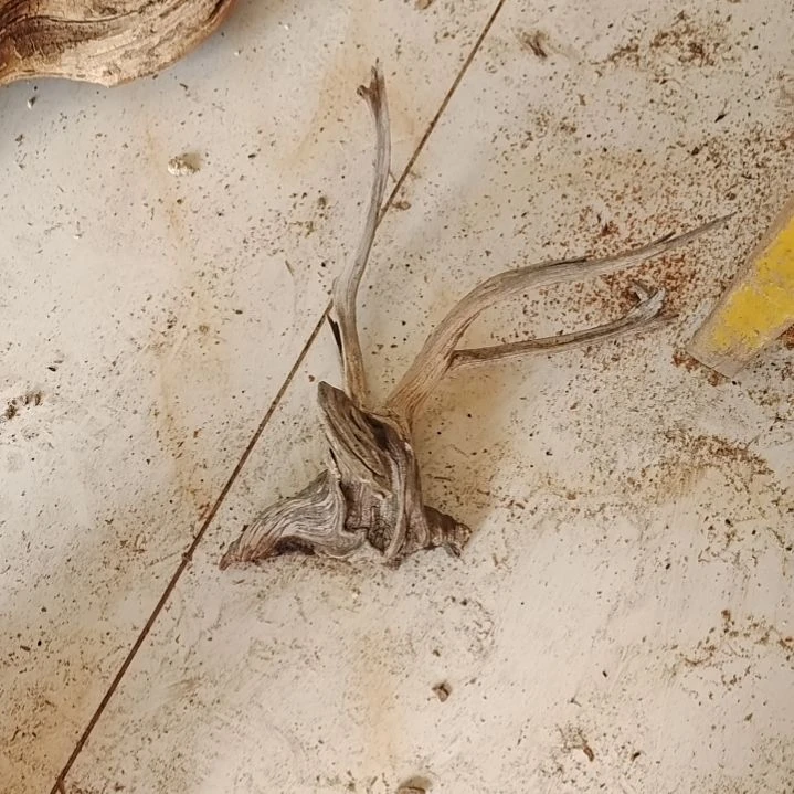 风车木（黑檀木）老*