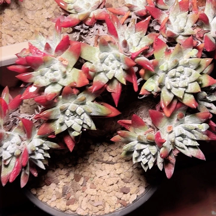 P*Z小鹿多肉一物一拍福利谢谢1914