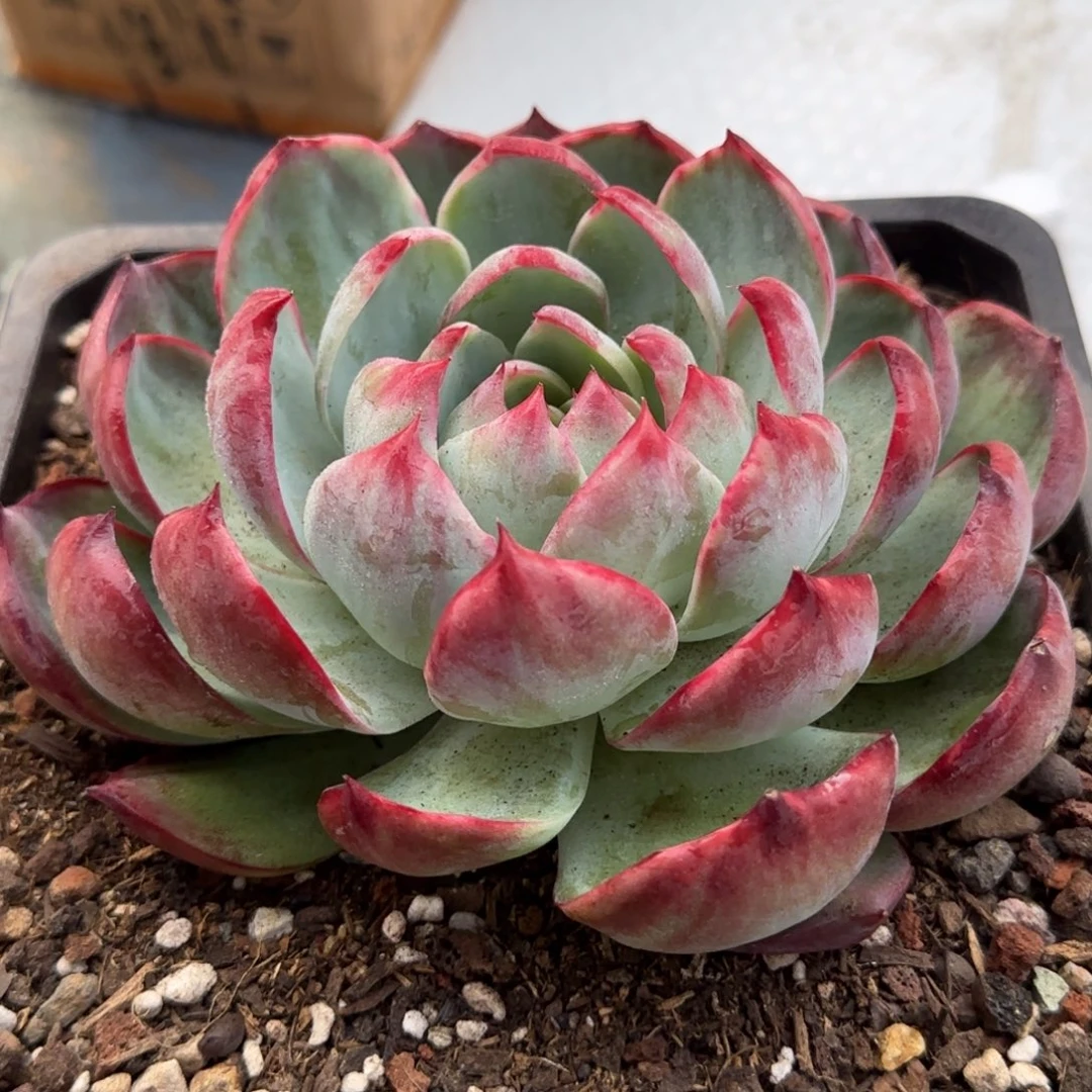 惊鸿一物一拍包装收缩花旱