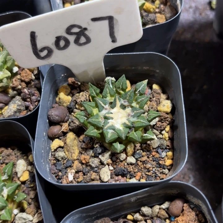 6087实生黑牡丹好养