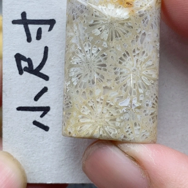 颈饰未镶嵌硅化珊瑚（珊瑚玉）