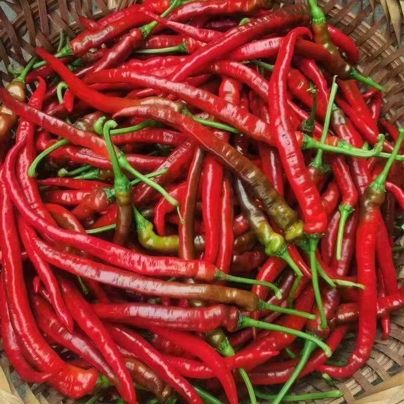 湖南永州本地新鲜现摘红辣椒露天现摘红辣椒新鲜红辣椒