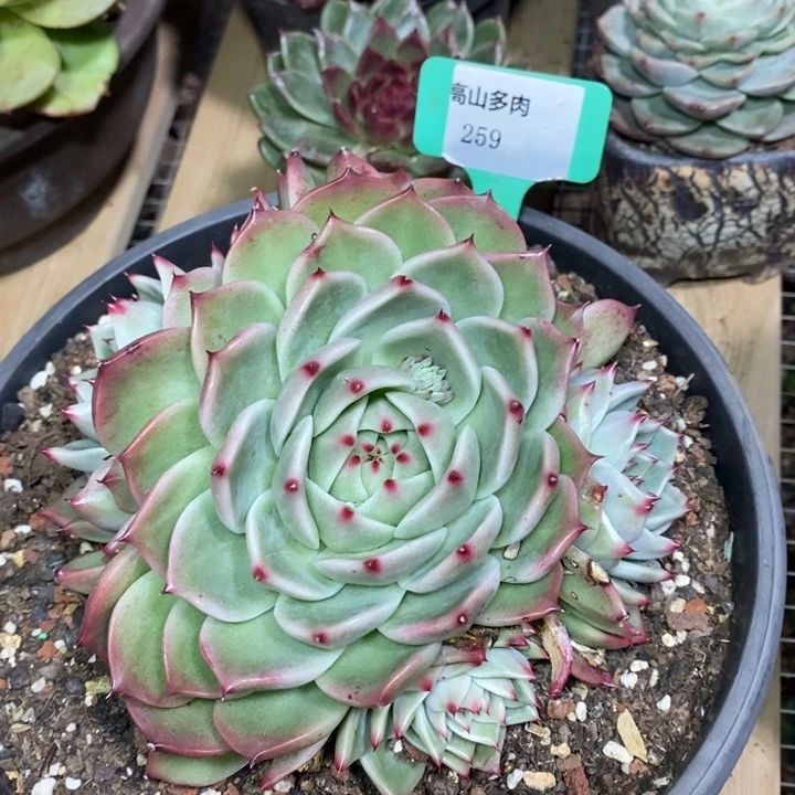 D259- 有伤福利 萌Q利