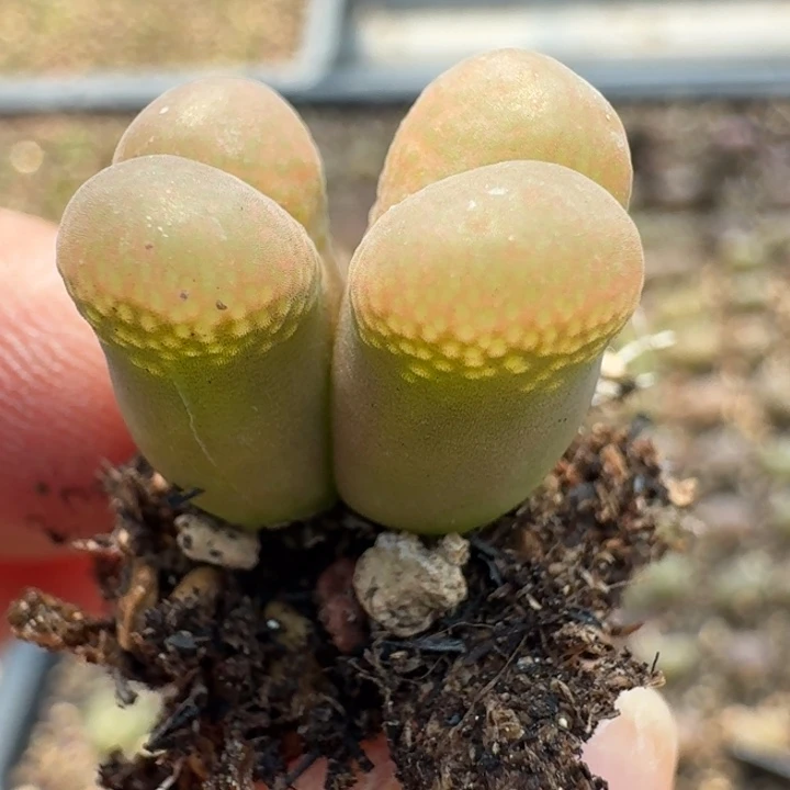 182双头大型红网格