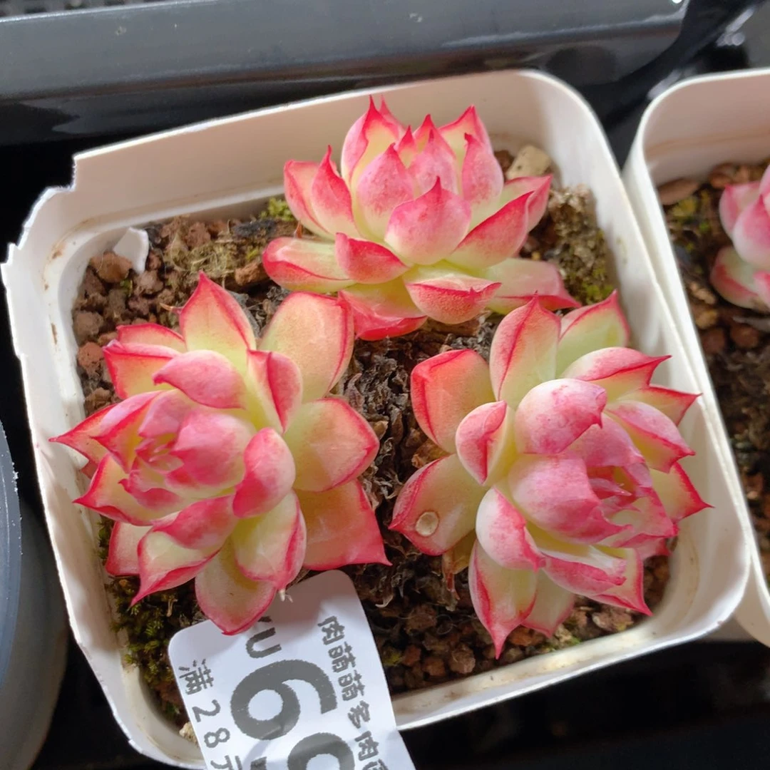 5CM拇指盆精控多肉YU695