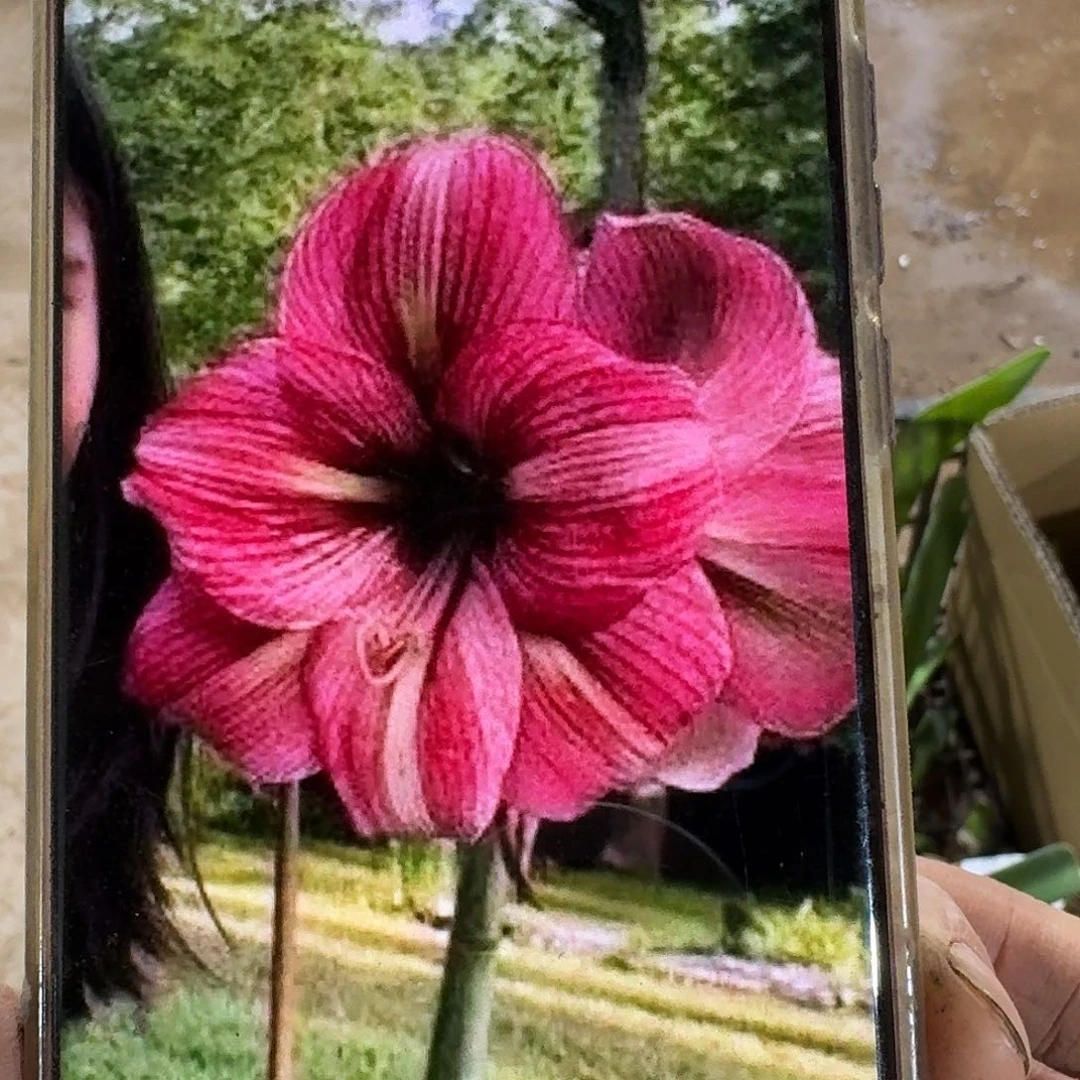 蝴蝶夫人7+坨子开花球