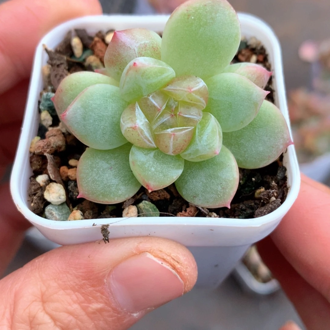双头绿透心。          48号