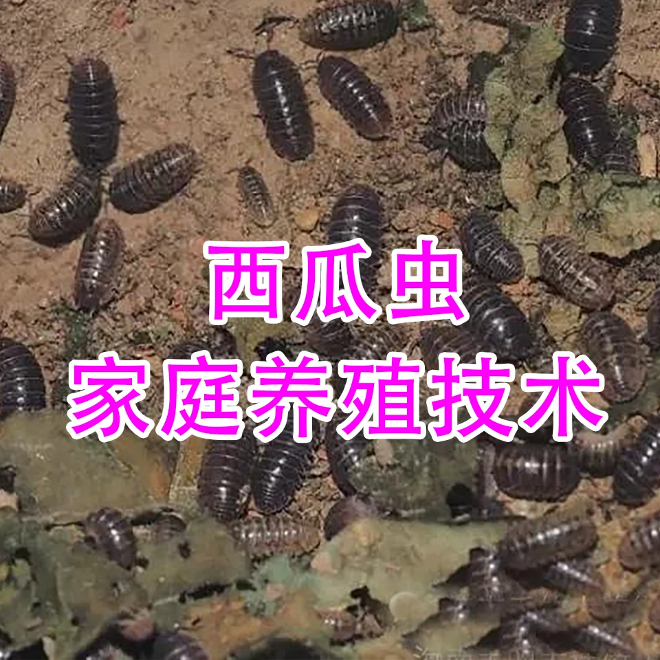 西瓜虫【家庭养殖技术】➕饵料一斤