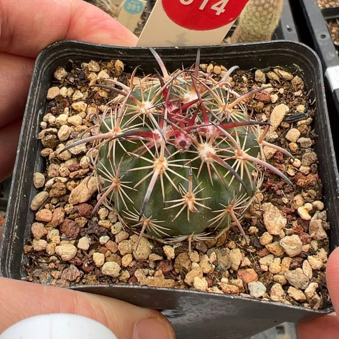 实生豪刺琥爪玉3.6cm一棵仙人球