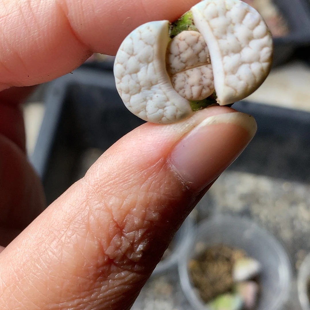 B419多肉植物保护