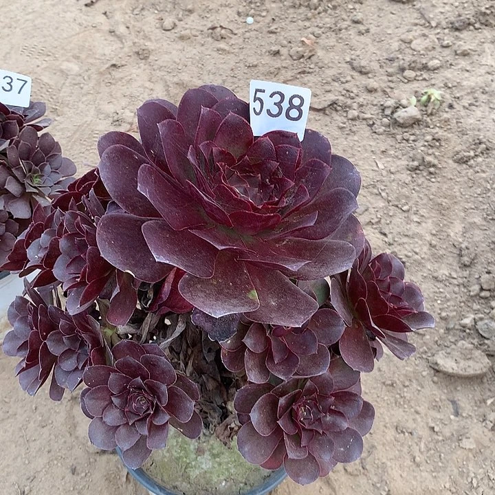 无花朵538魅金中