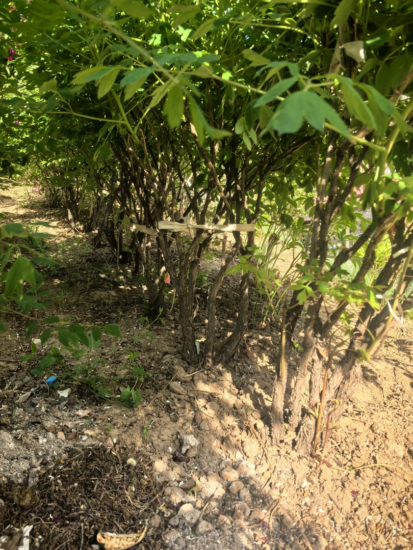 树牡丹，高度1.5米，随机发货，打木架发货，运费到付