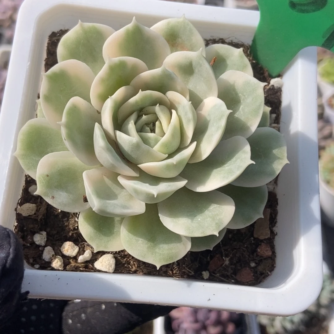 1637昂锦duopoly is theduopoly is