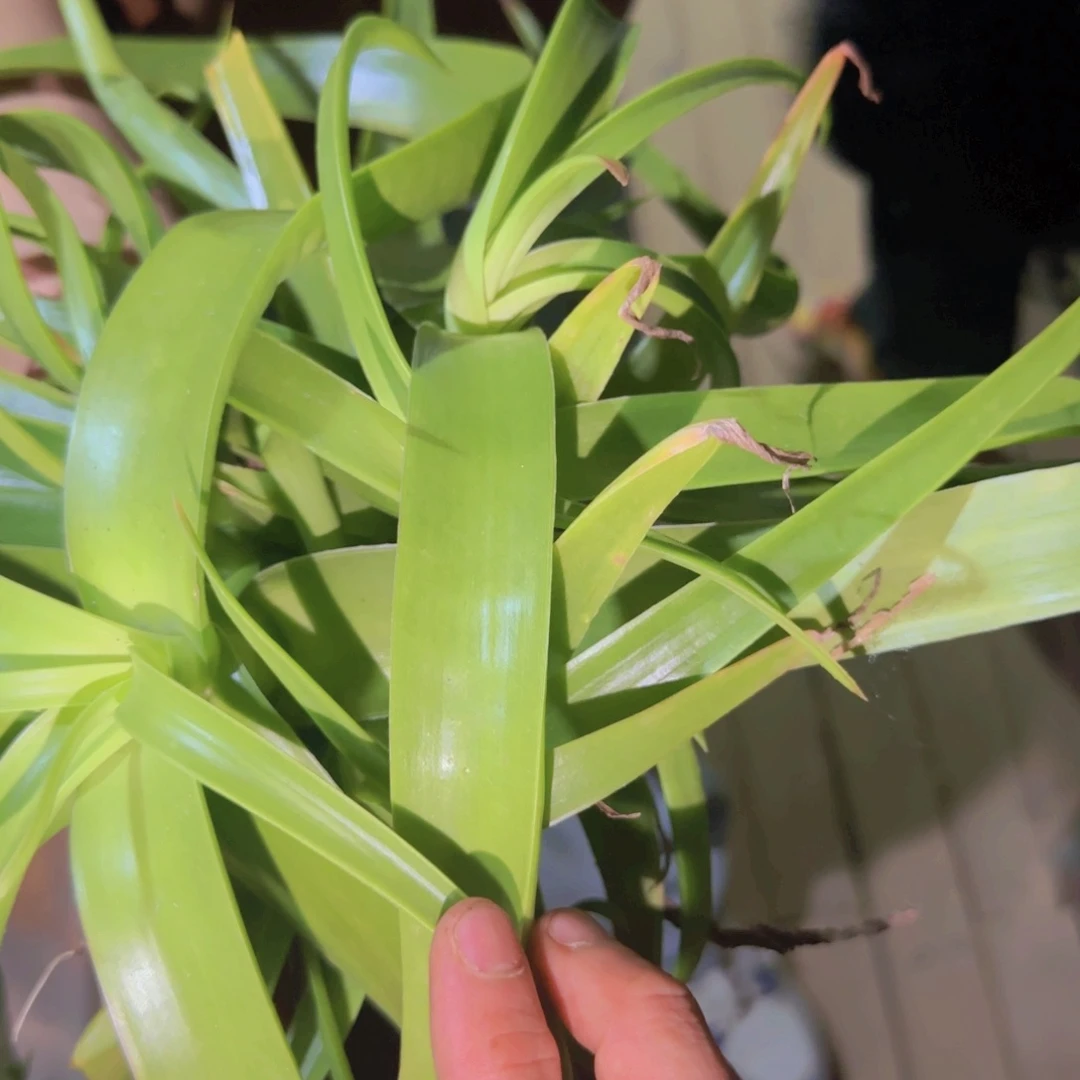 块根植物块根植物