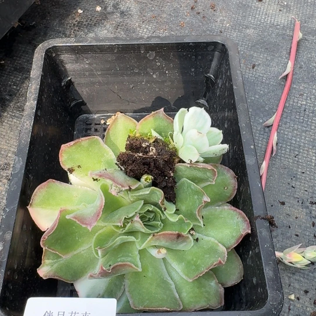 多肉杂交一物一拍19-75